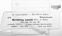 Image of Myxosporium lanceola